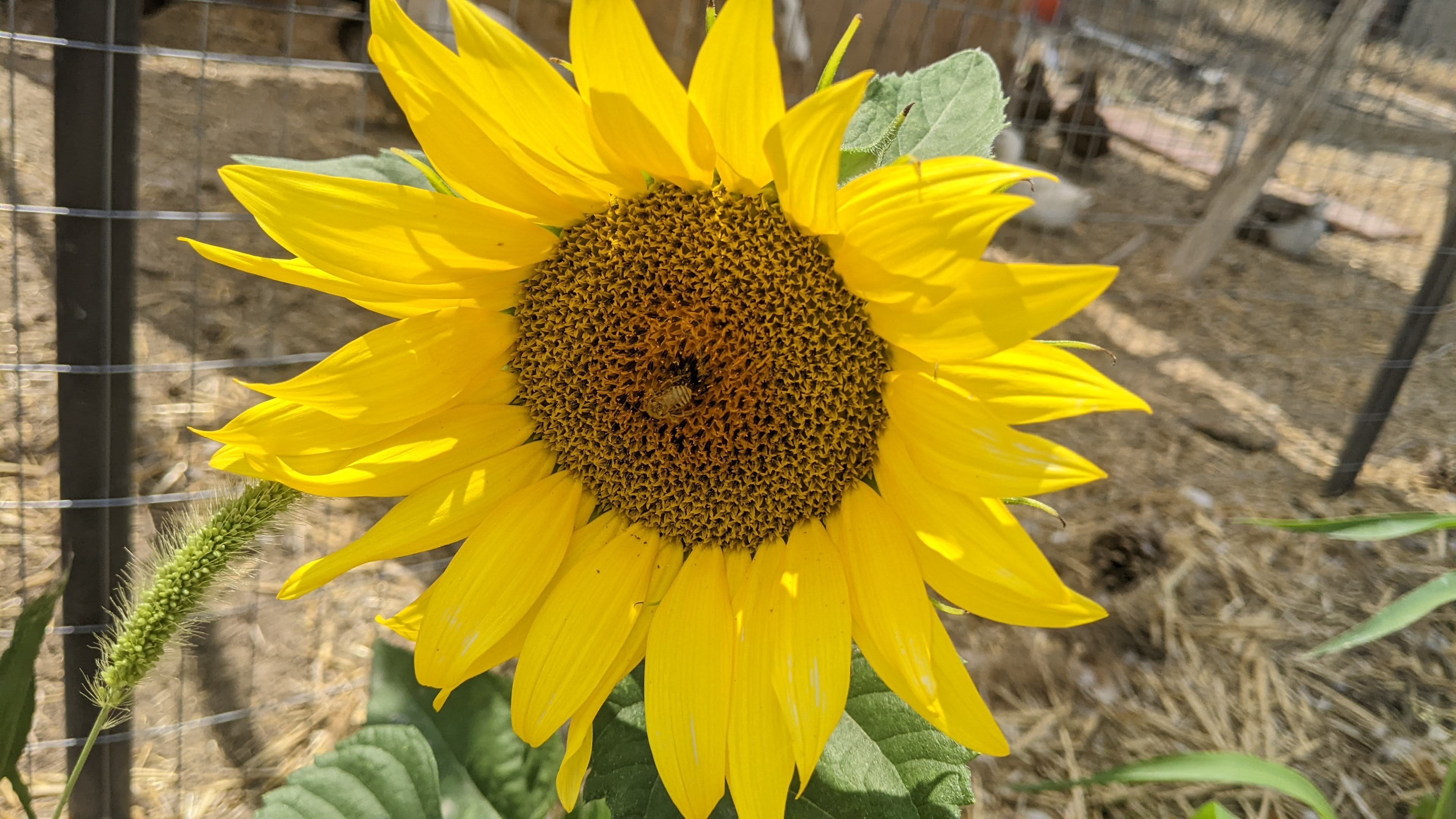 The first bloom of the sunflowers for the year.