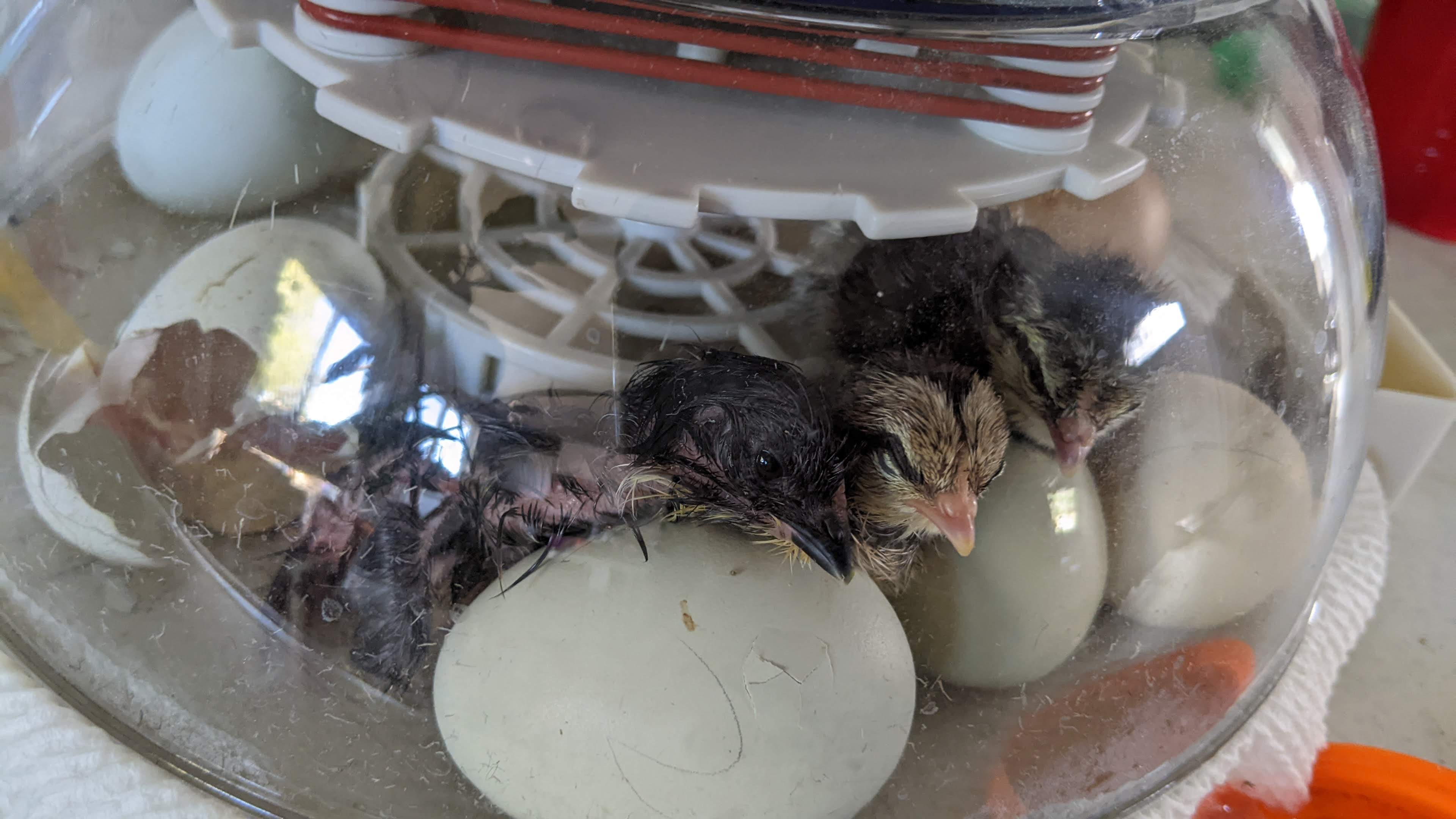 New born chickens, tired from breaking out of the shell and drying off in the incubator.