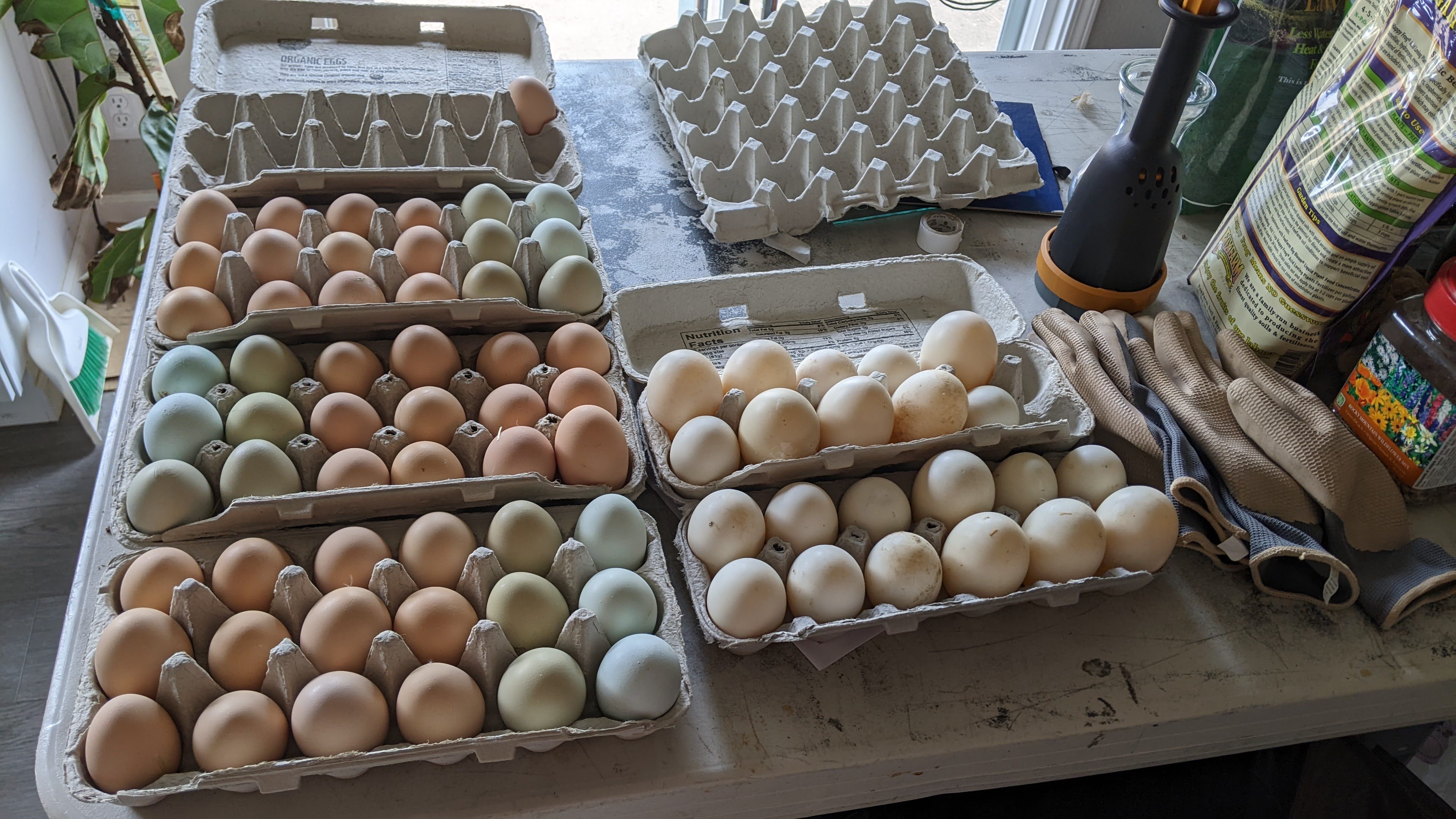 A week's worth of collecting eggs.