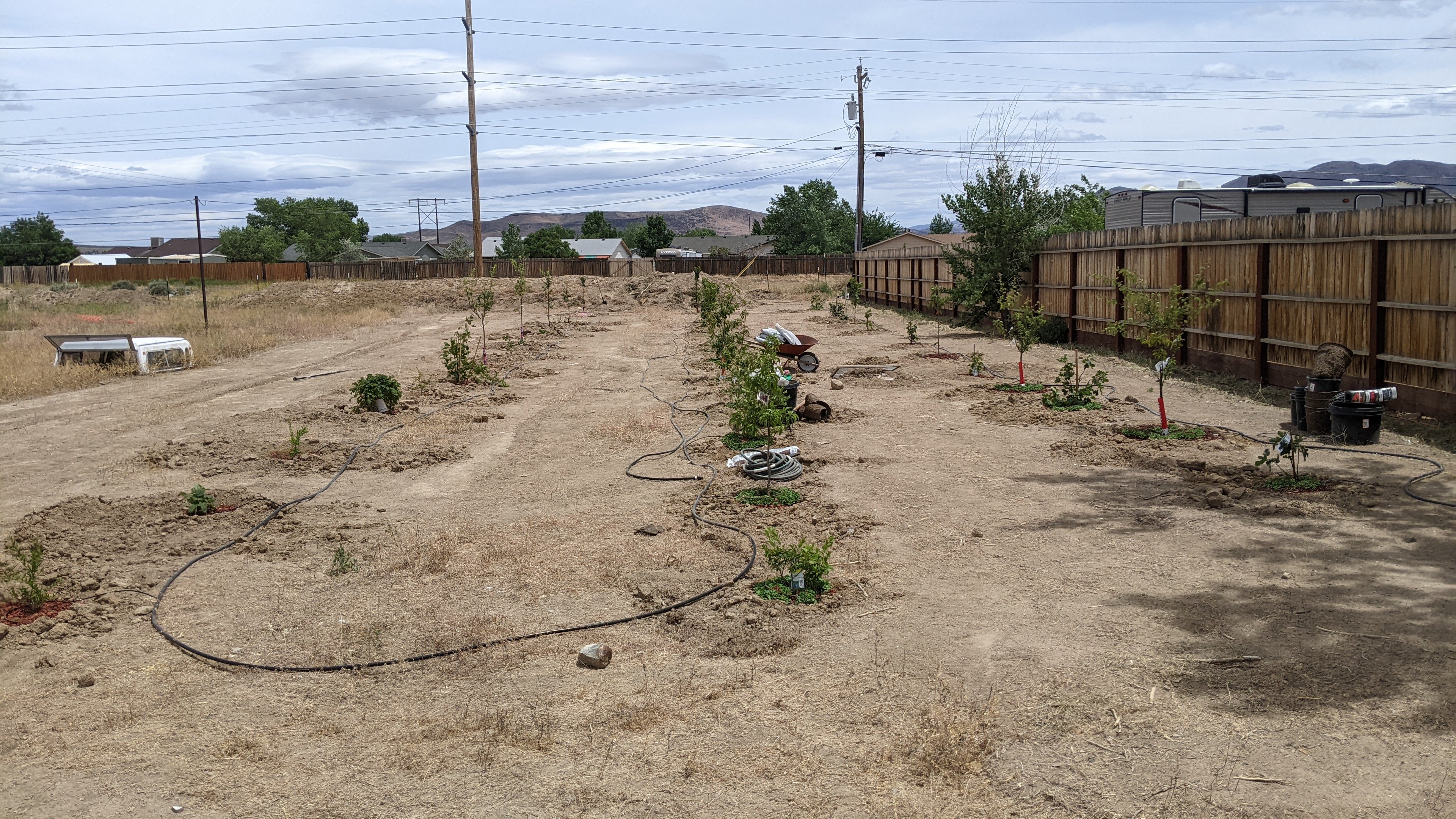 The beginning of the orchard. Peaches, apples, pears, nectarines, plums, pomegranates, persimmons, and more.