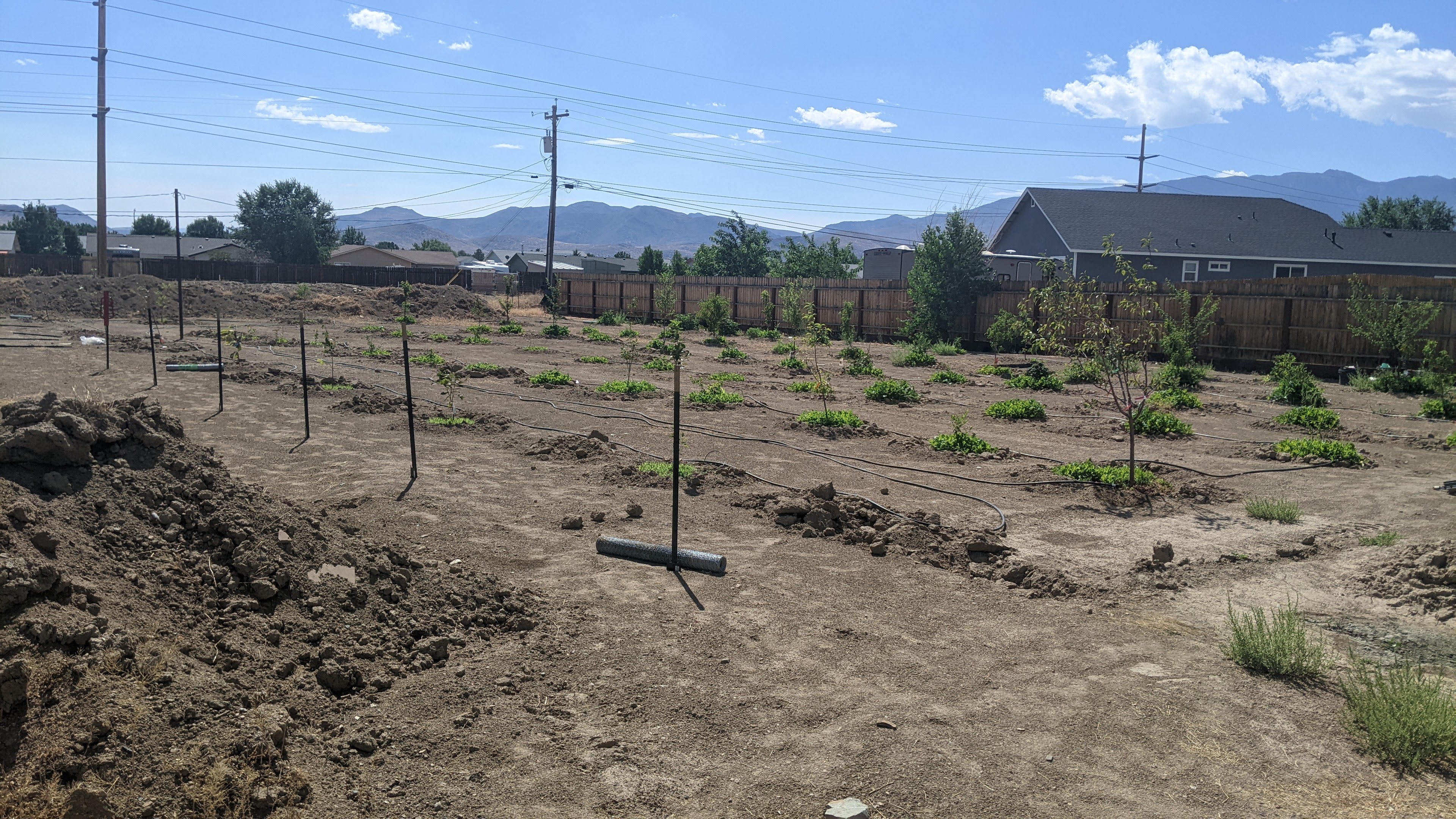 Another two rows of the orchard planted.