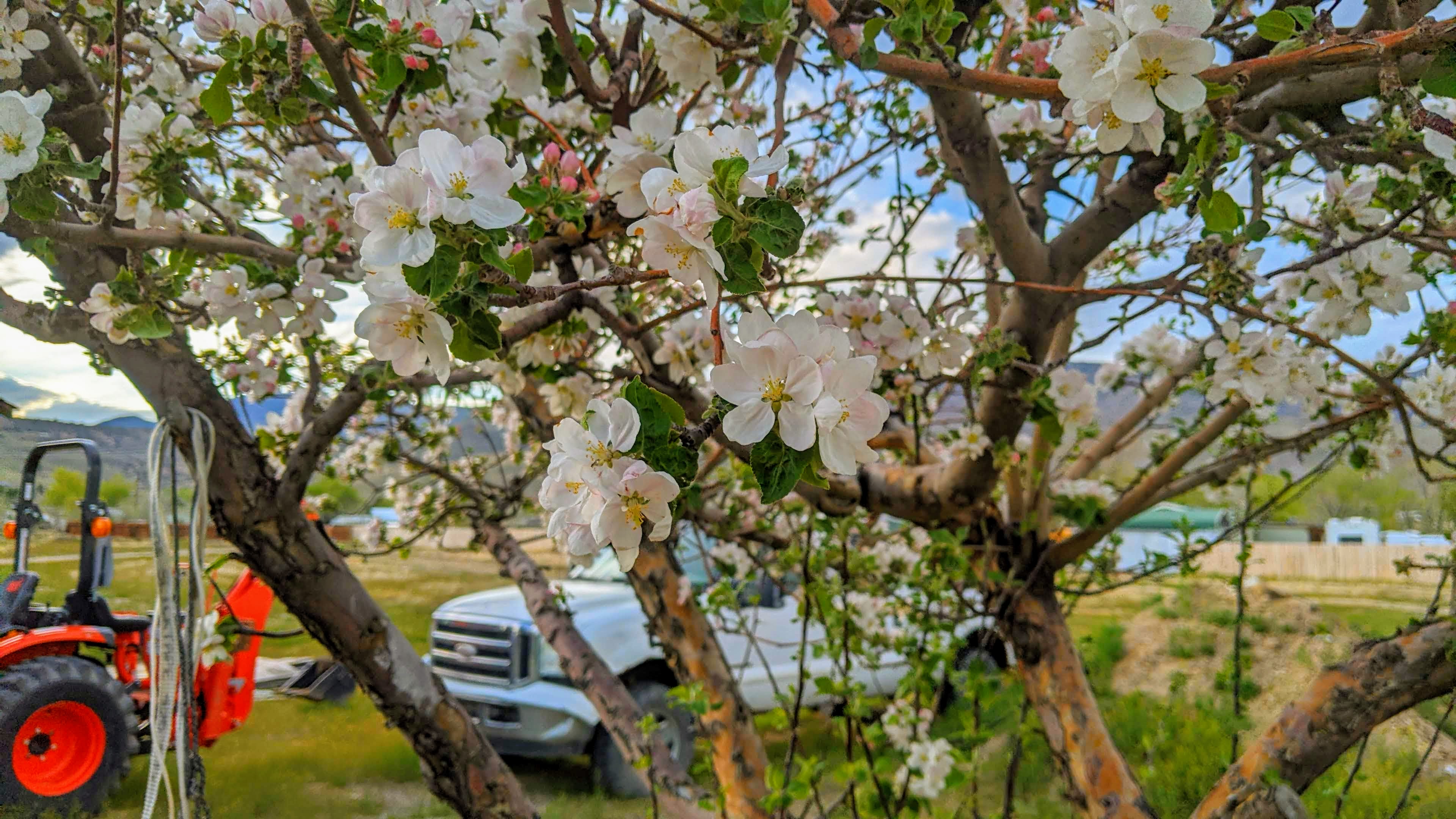 Our mature apple tree in bloom.